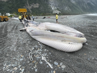 15.4公尺｜崇德定置漁場發現死亡腐爛的巨鯨