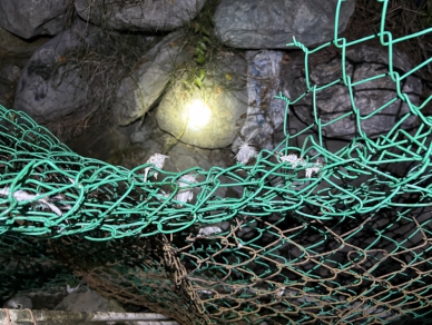 牠餓壞了｜黑熊體重偏瘦僅70公斤，侵擾部落誘捕野放後重返掠食12隻雞，林保署花蓮分署再次捕獲暫時收容！