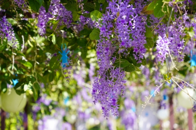 成美文化園許願藤花海來臨。(照片成美提供)