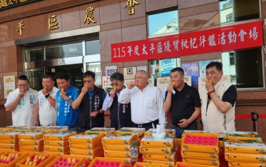 太平枇杷評鑑會登場　年度「枇杷王」出爐