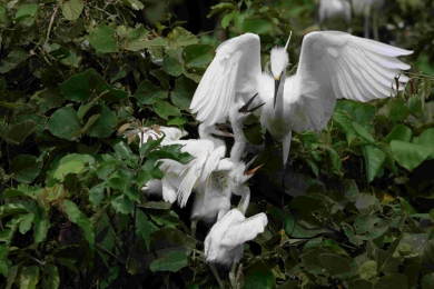 鰲鼓濕地「鳥與風－風鈴彩繪」活動　22日開放報名  結合賞鳥與手作體驗