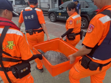 海洋悲歌｜欖蠵龜杉原灣遭漁網纏繞，前後肢都受傷，海巡即刻救援協助脫困送醫！