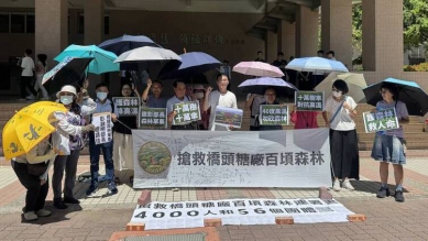 高雄護樹團體搶救橋糖10萬天然樹傘
