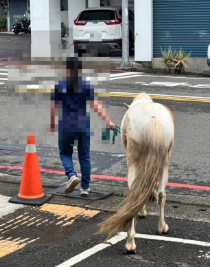 颱風天馬路上民眾撿到馬化身「牛仔」牽進派出所招領