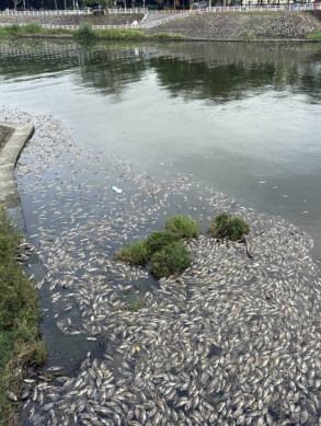 高雄後勁溪隔不到1個月再現大量魚屍