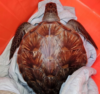 1死1獲救｜2隻海龜擱淺蘭嶼虎頭坡岸際，海巡即刻救援！