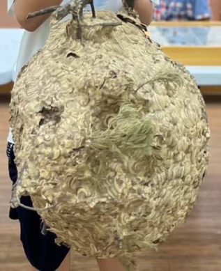 虎頭蜂狂螫釀2死1傷！死者傷口集中頭部直接影響神經系統