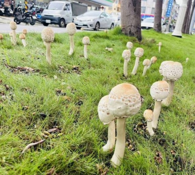 高雄雨後毒菇再現衛生局示警勿採勿食