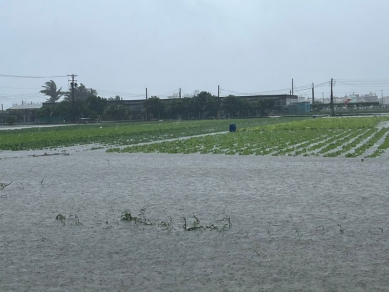 雨下不停打亂蔬菜災後復耕期