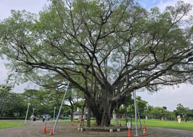 屏東市千禧公園老榕罹樹癌專家全力搶救