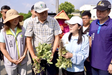 八月豪雨致雲林落花生延遲性災損 立委張嘉郡爭取全縣災損補助 今赴虎尾、土庫、北港勘災 籲農業部「從速、從寬、從簡」救助！