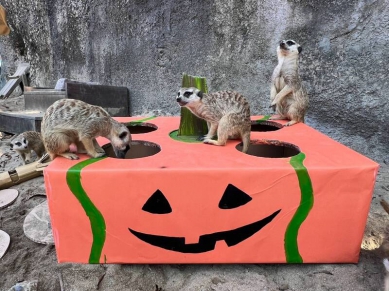 壽山動物園萌鬼派對10/24起登場親子變裝免費入園
