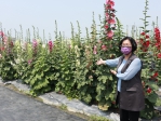 員林蜀葵花季開園了，縣長王惠美歡迎遊客來賞花。（照片縣府、公所提供）