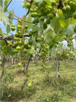 氣候異常巨峰葡萄農損  中市府爭取每公頃9萬元補助