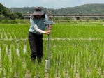 水稻智慧間歇灌溉兼具智能省工與節水穩產
