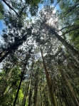 八仙山線上系列活動之三  「木育森活趣」8月2日開始報名