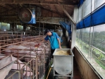 台中市大安區養豬達人邱國浴用益生菌調配飼料養豬  豬肉及肉製加工品獲得消費者肯定及喜愛