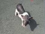 寵物豬逛大街  霧峰警協尋主人