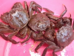 大甲溪螃蟹入秋後肥美  今年產量增加  漁民捕螃蟹大豐收