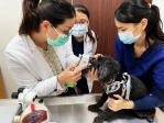 嘉大動物醫院免費為認養犬貓健康篩檢及狂犬疫苗及晶片注射