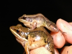 聽聲監測  中興大學團隊保育瀕絕珍貴物種豎琴蛙