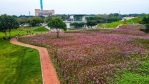 后里環保公園「粉吸金」  大波斯菊與向日葵雙色花海迎聖誕