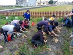 大安三光國小學生開心享用自己辛勤努力種植的地瓜