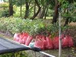 台中市后里區公所十二日植樹節舉辦「森愛后里 植樹趣」贈樹苗、種花樹活動