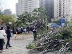 中市府旁路樹倒塌  動員合作迅速排除