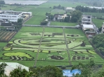 台中市政府農業局在外埔區打造1.3公頃彩繪稻田吸睛