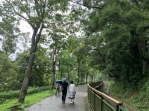 台中市外埔區水流東油桐花開時節即將截止  喜歡看五月雪（桐花）遊客趕緊把握機會前往