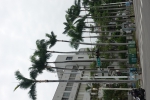 參山處維護行人學童安全  週末移除門前大王椰子樹