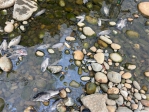 中市府環保局追查東大溪魚群暴斃死因　上游灌溉溝渠斷流多日所致