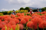 中社觀光花市推出國內難得一見的「火球花」和「波波球」異國花種美不勝收