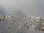 台中霧峰乾溪水面漂浮了許多死魚  造成空氣瀰漫著一股死魚的臭腥味  市議員參選人張芬郁希望環保局跟水利局追查污染來源  揪出不法的排放業者