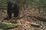 有熊通報拿獎勵金！東勢林區管理處啟動黑熊生態服務給付