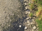 中市府籲河段施工設臨時導水路  避免斷流致魚群死亡