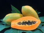 番木瓜新品種「台農11號-小寶」導入IPM管理技術  創新市場、兼顧食品安全與環境永續