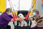 狗醫師與長者的小型運動會  老人家在狗醫師的陪伴下運動來改善下肢乏力問題