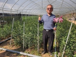 員林農民吳學彰栽種香水百合花有成。（照片記者林碧珠攝）