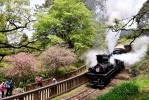 阿里山花季 林鐵3月13起推限定《31號蒸汽火車》遊程活動  僅6梯次搶票要快!