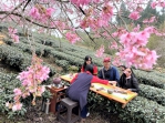 嘉義縣石棹春櫻夜〜賞櫻、品茶感受雲霧繚繞的幽靜山景 保證讓您流連忘返！