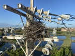 因應春天鳥類築巢繁殖季節  台電嘉義區處加強巡視拆除電力設備上鳥巢  提升供電穩定性
