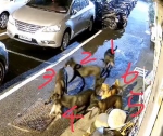 台中市大里區發生6隻野狗咬死1隻野貓事件  市議員李天生要求加強補捉大里地區流浪犬