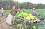 雲林高麗菜盛產價跌 民進黨縣黨部號召遊子返鄉掃墓農遊兼做公益〜