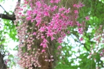 嘉義公園石斛蘭盛放 粉紅花瀑為百年公園換春裝〜