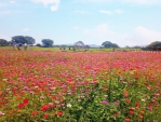 台中賞花必訪！后里環保公園波斯菊、向日葵花海盛開中