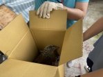 黑冠麻鷺幼鳥受傷救援