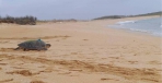 ​綠蠵龜媽媽28年來在同一沙灘產卵海保署第4次安裝衛星發報器追蹤