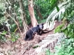 聽見哀嚎｜黑熊受困套索2日，右掌腕關節以下壞死截掌，卓溪部落少年通報救援，鬼門關前救回一命！